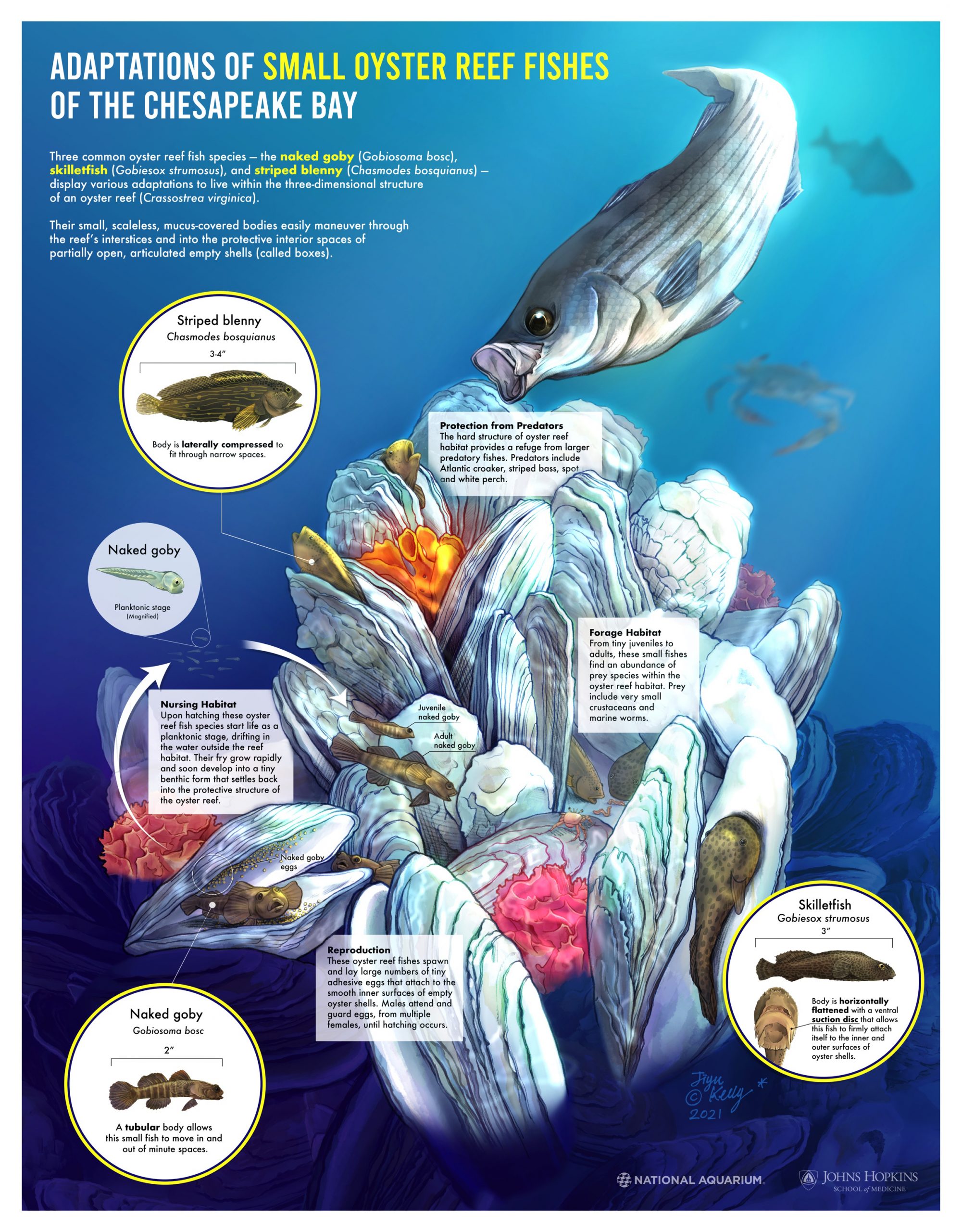 Adaptations of Small Oyster Reef Fishes of the Chesapeake Bay