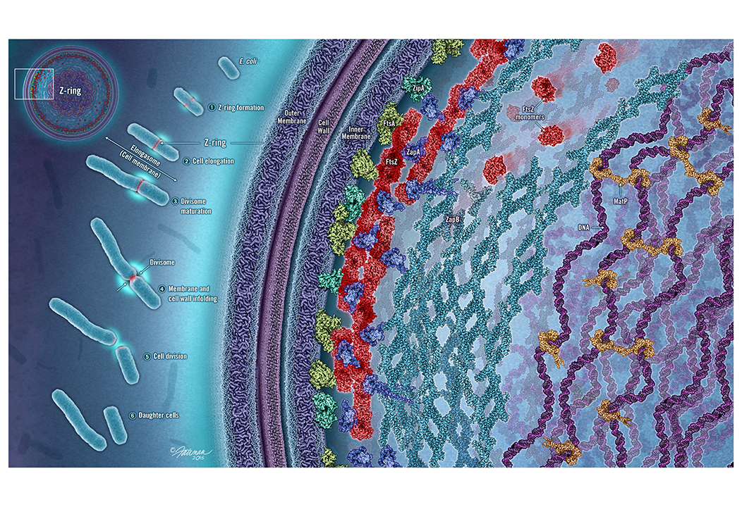 2016 NSF Visualization Challenge – 2 Hopkins Winners!