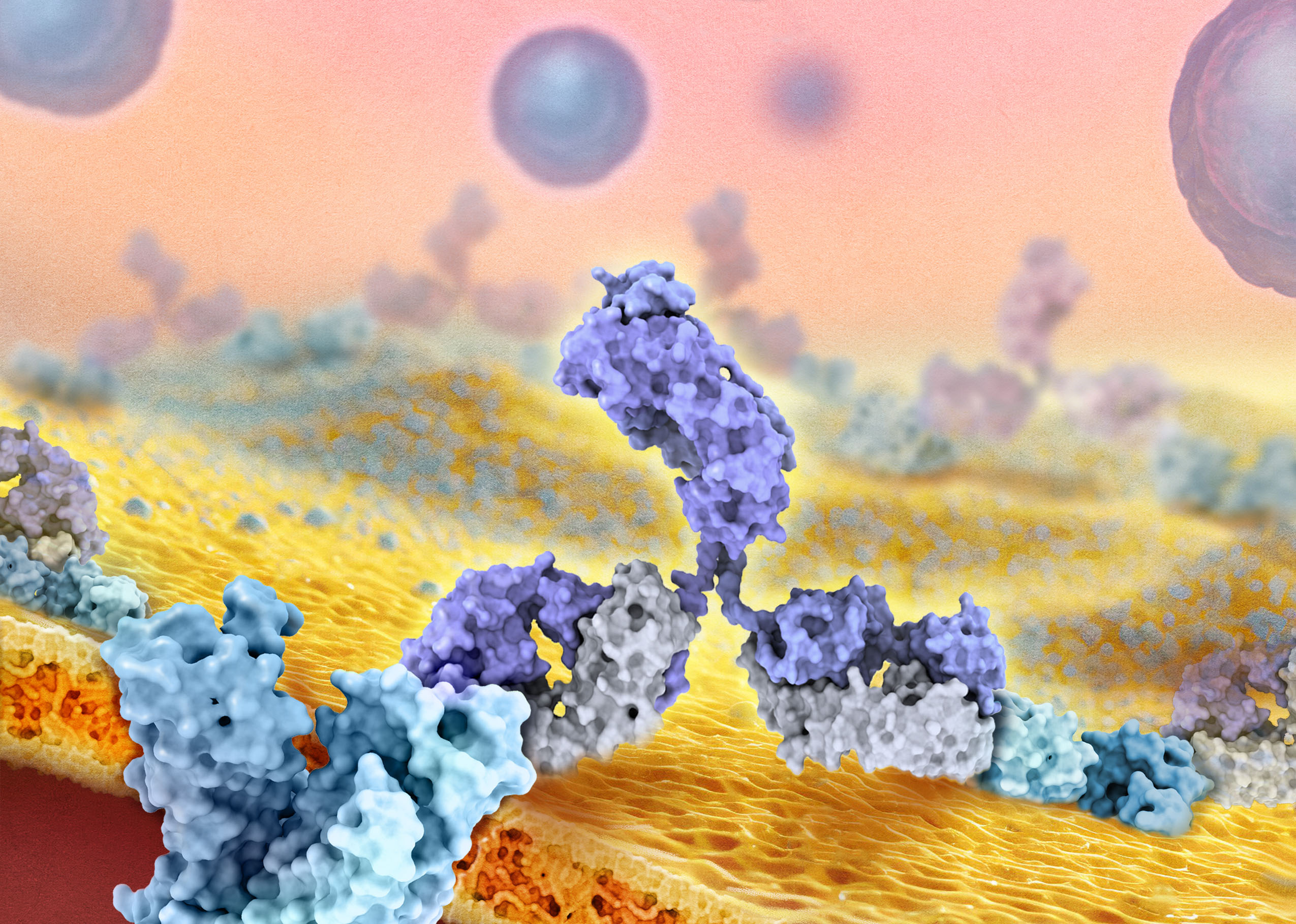 antibody