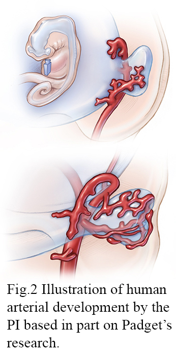 Human arterial development © JHU, Illustrated by Lydia Gregg