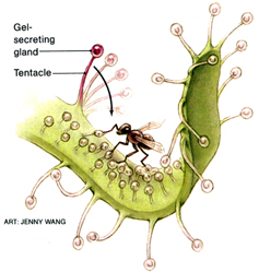 Fatal Attraction Jenny Wang (09) Illustrates for National Geographic