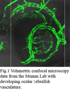Volumetric confocal microscopy data from the Mumm Lab with developing ocular zebrafish vasculature