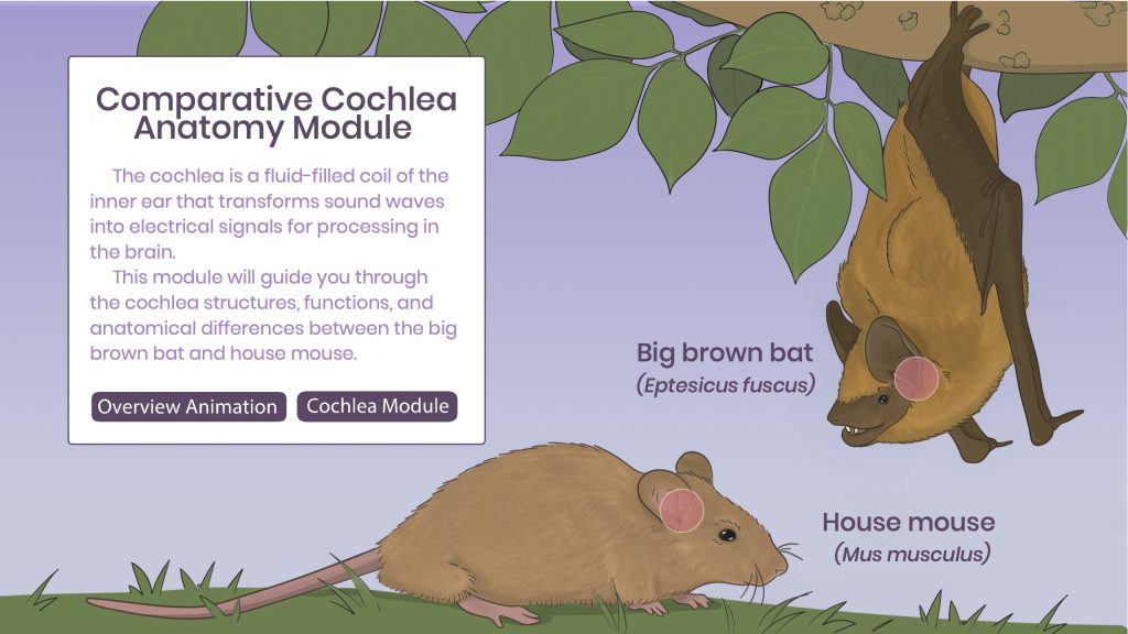 Comparative Chochlea Anatomy Module © 2020 Jamie Peterson