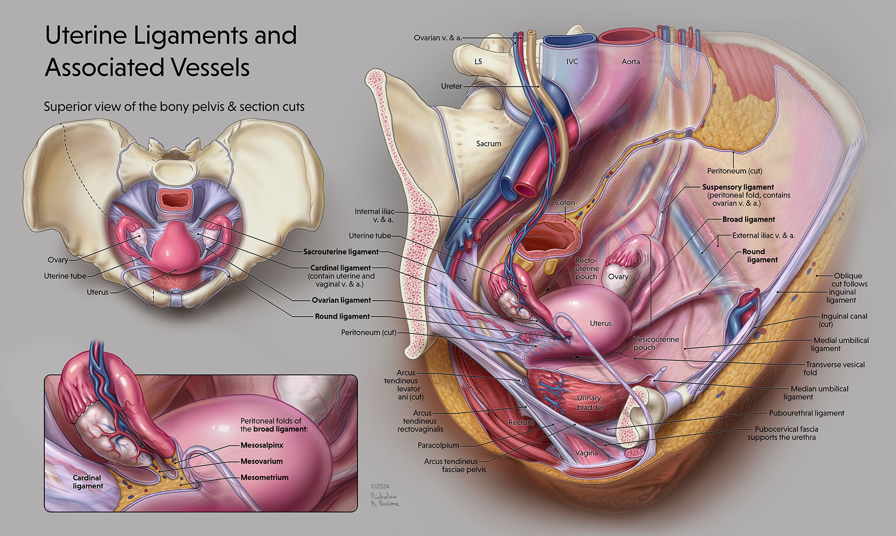 Ligaments of the uterus final