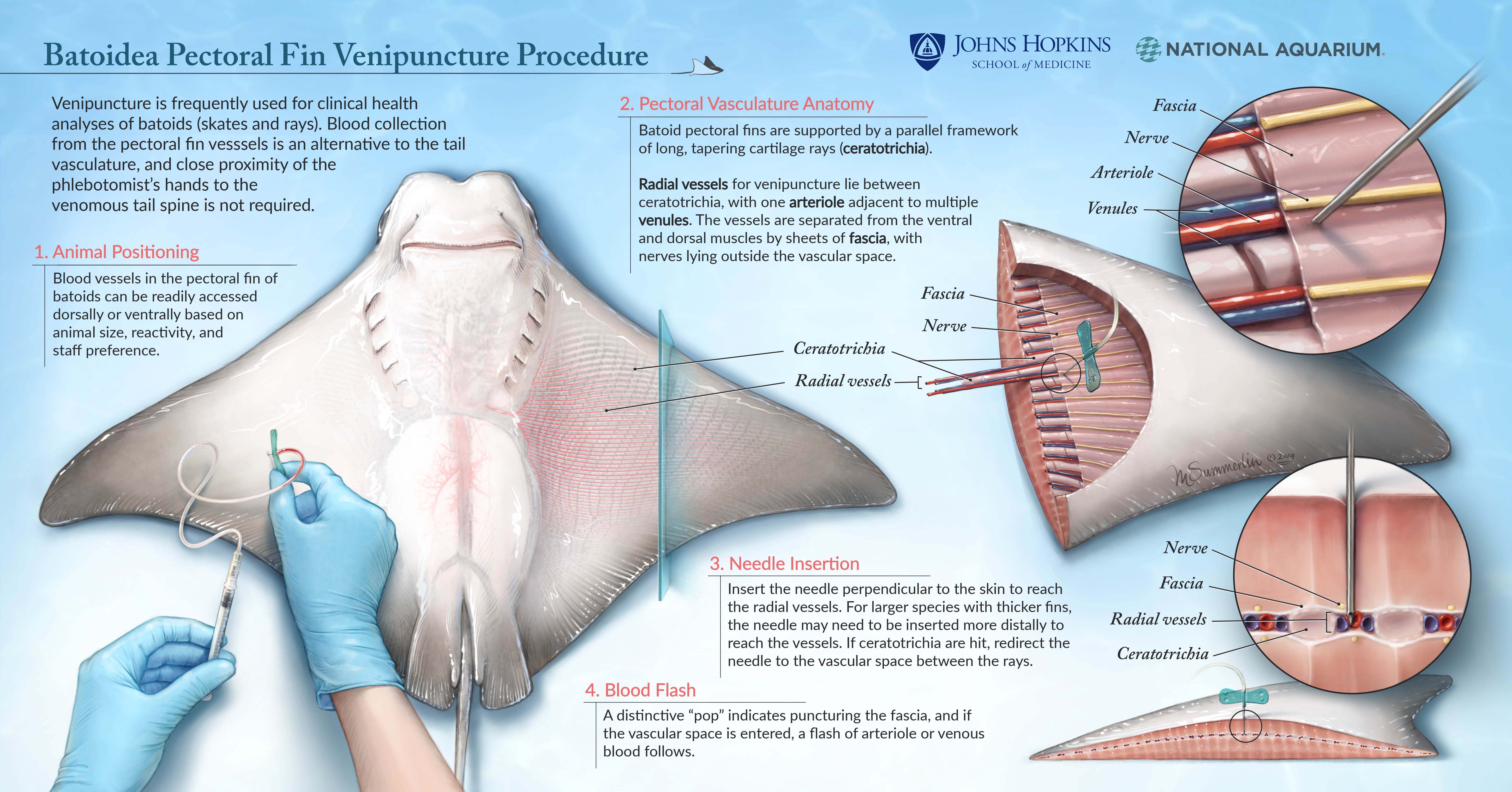 Batoidea Pectoral Fin Venipuncture Procedure