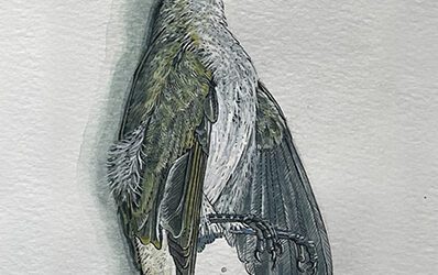 A Close Look – Sketchbook Pages