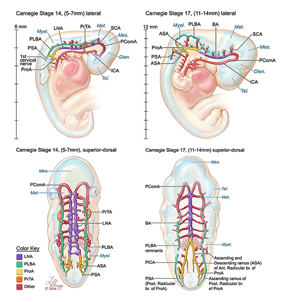 Medical Illustration in Print – Lydia Gregg on Dorcas Hager Padget
