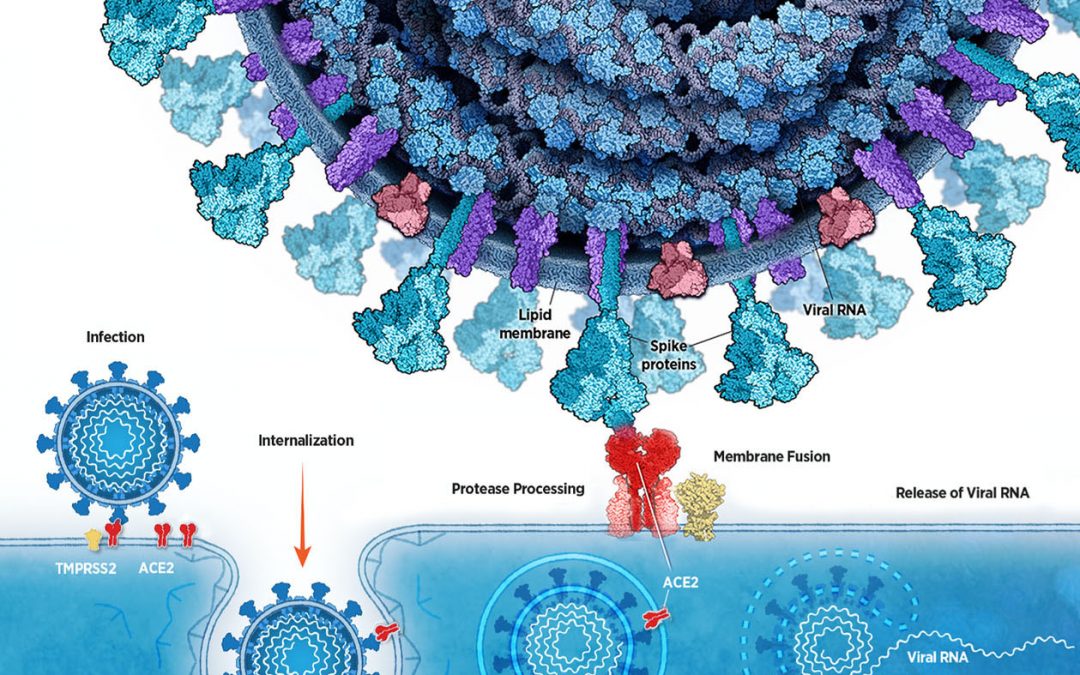 SARS CoV 2 RepCycle 1