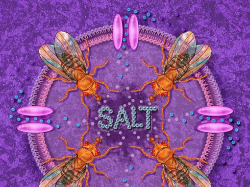 Salt