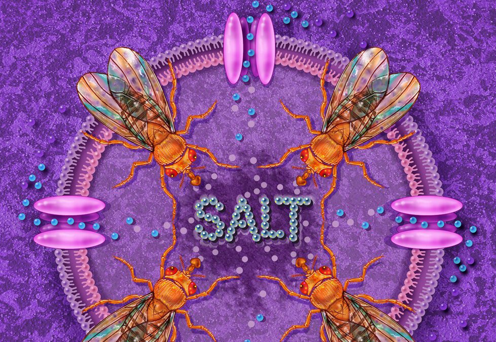Salt