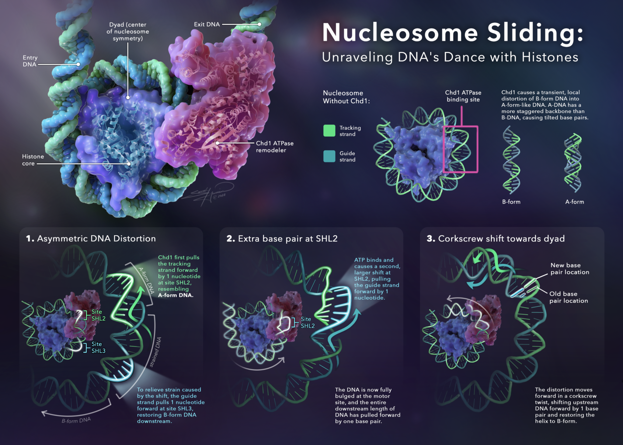 Screenshot-2023-09-13-at-6.09.27-PM-2048x1462 An illustration depicting a 40S ribosomal subunit being degraded after being bound by the kinase RIOK3.