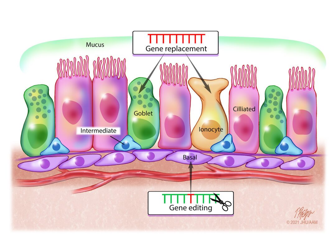 Sharma Cells Figure 4 scaled