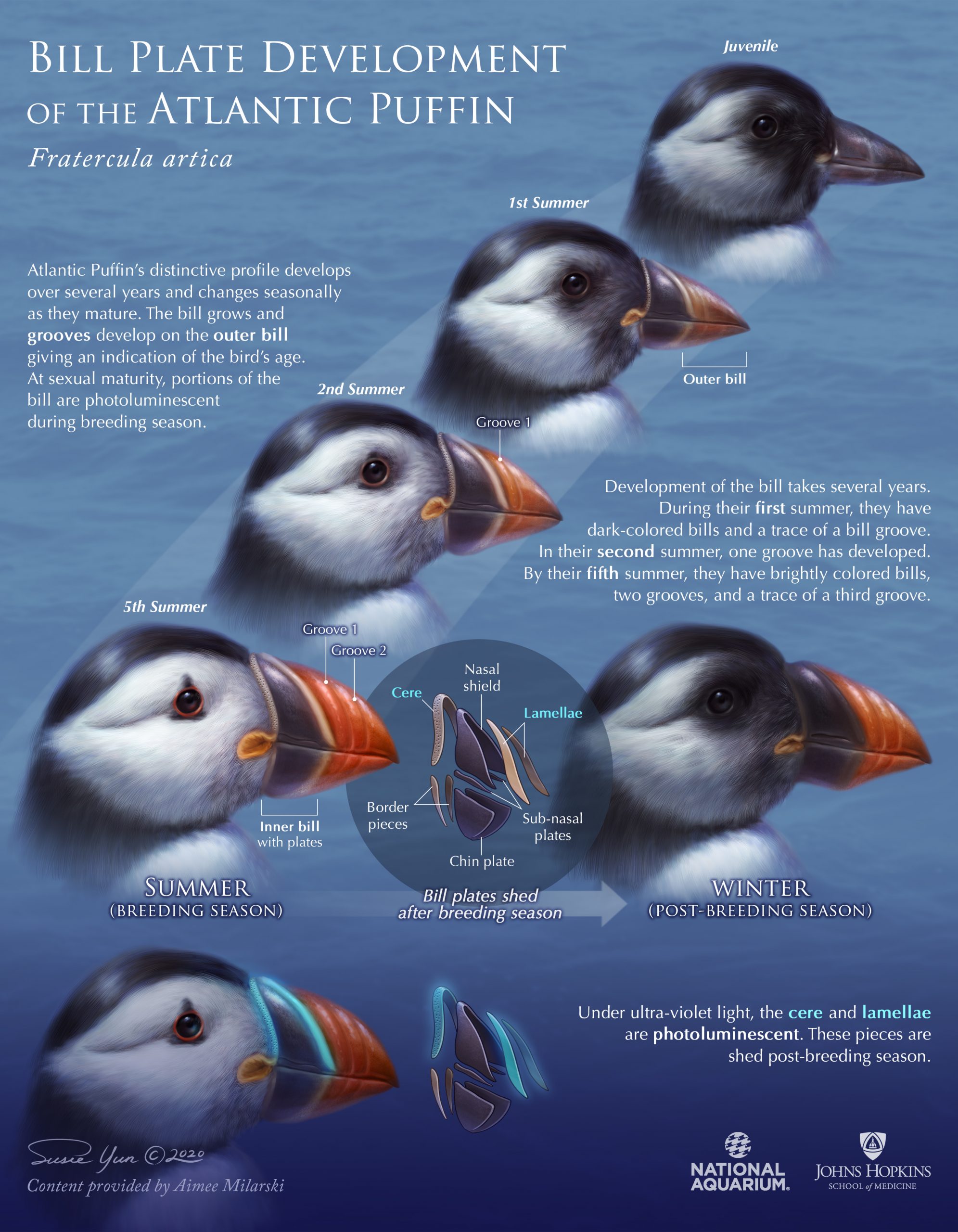 SusieYun_puffinbillplate_ILLUSTRATION_FINAL(RGB)