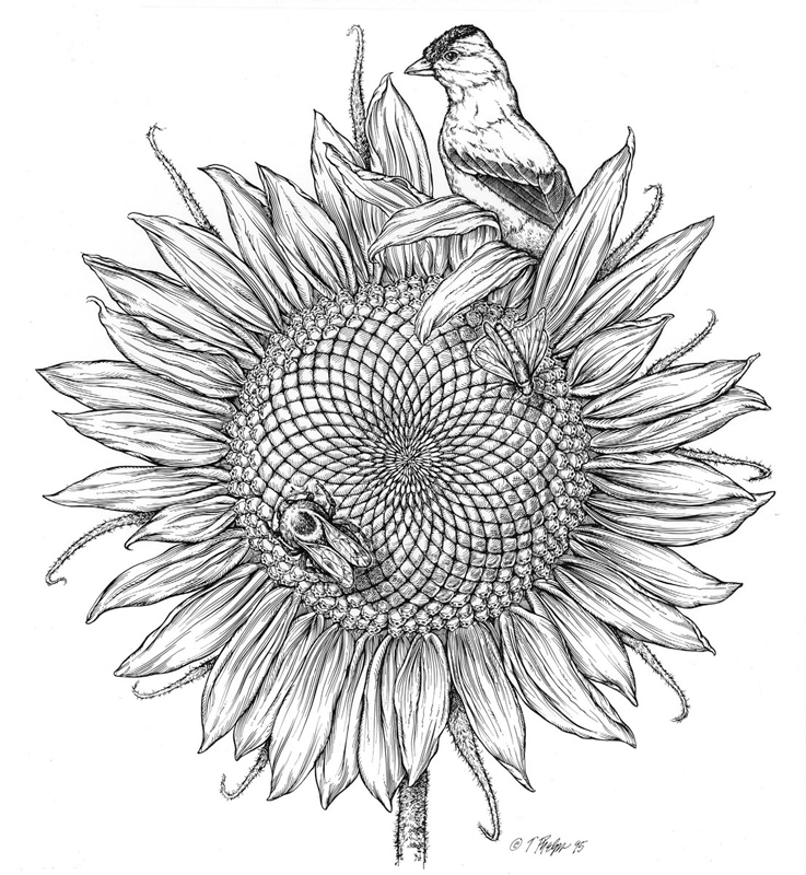 tphelps sunflower